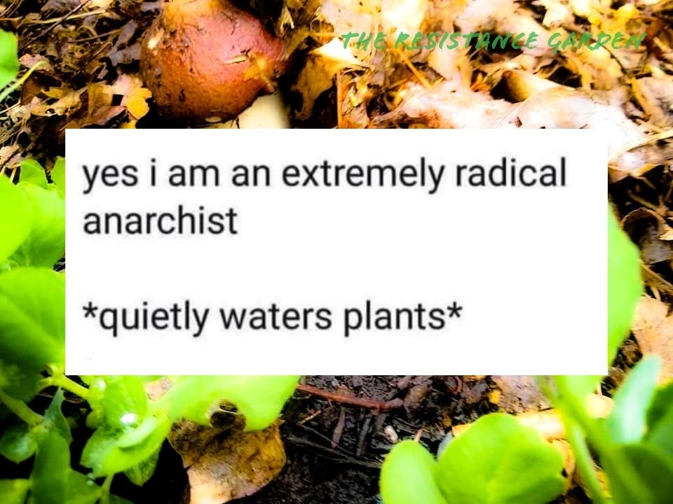 This meme is a humorous take on the stereotype that anarcho-activists are often associated with environmentalism and living in harmony with nature. The image features a quote that says "yes i am an extremely radical anarchist" followed by "quietly waters plants", implying that the speaker's radicalism is not as extreme as they think, and they're actually just a gentle gardener. The meme pokes fun at the idea that anarcho-activists are not as radical as they claim to be, and instead are just ordinary people who enjoy gardening.